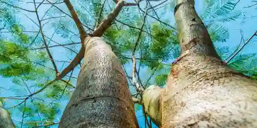 가지가 4개인 사주 나무가 하늘로 쭉 뻗어있는 풍경